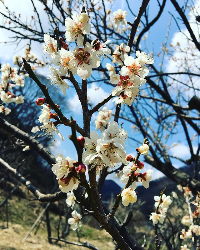 植栽の現場。お昼寝は梅の花の下で〜 現場近隣に大きな大きな猪が出没したらしい#植栽 #林業