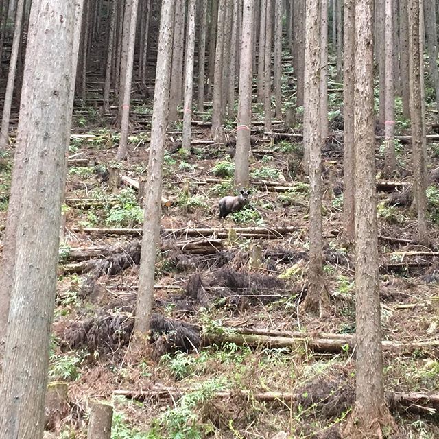 カモシカ☆#林業 #遭遇 #カモシカ
