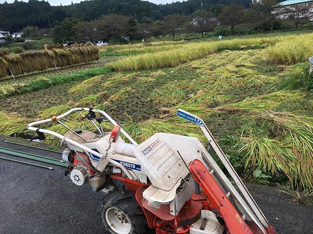 三幸ファーム☆社員で田んぼの稲刈り♬