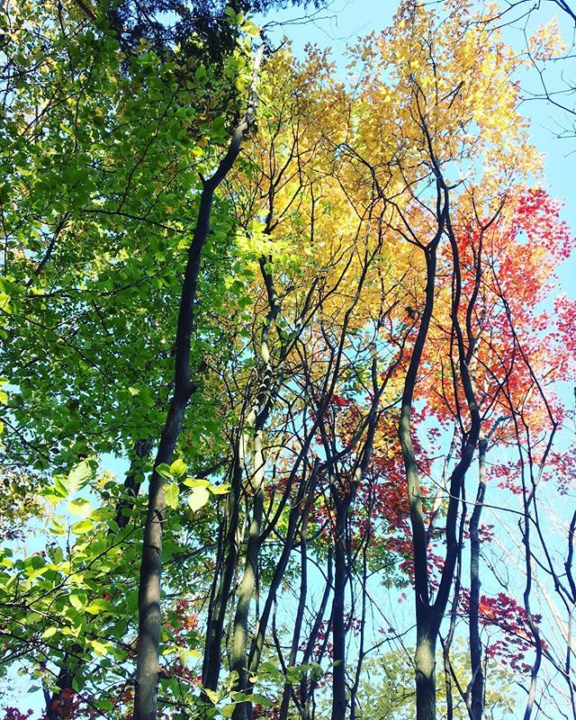 紅葉が始まってきれい