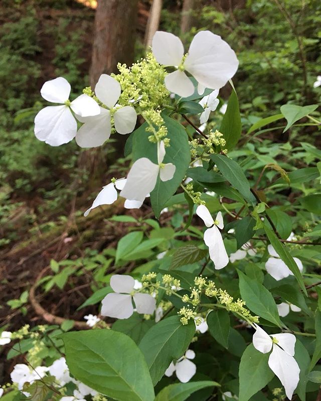 アジサイみたいなガクだけど、何て花かなぁ 花の名前わかりますか⁇(´ｰ｀)#花の名前 #花の名前がわからない