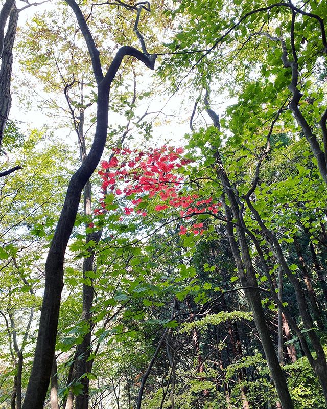 #秋を感じるなぁ#目からもお腹からも ．． #カツカレー #御岳 #奥多摩 #日原