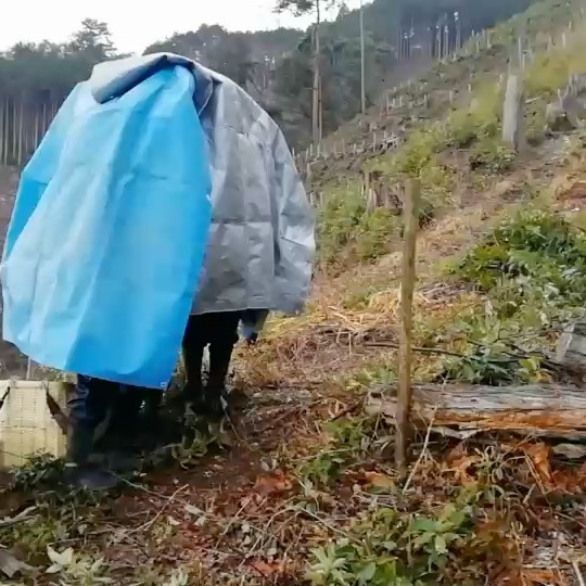 昨日の植栽現場で。朝から雹(ひょう)