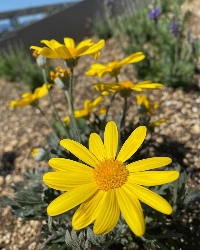 コロナに負けるな 会社の花壇に植えた可愛いお花 お花ってパワーもらえるなぁ 中の人picver 有限会社三幸